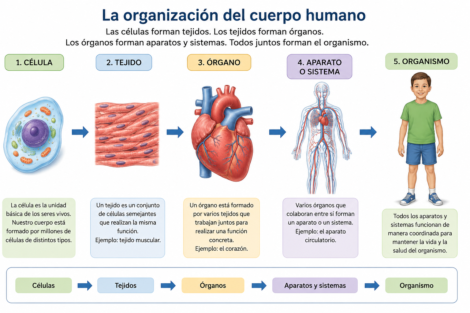 La organización del cuerpo humano