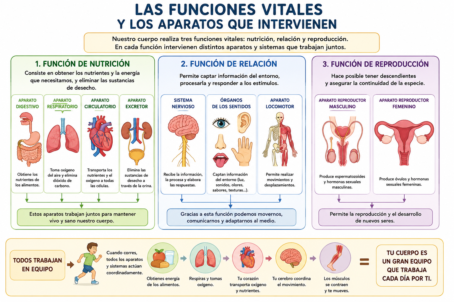 Las funciones vitales y los aparatos que intervienen