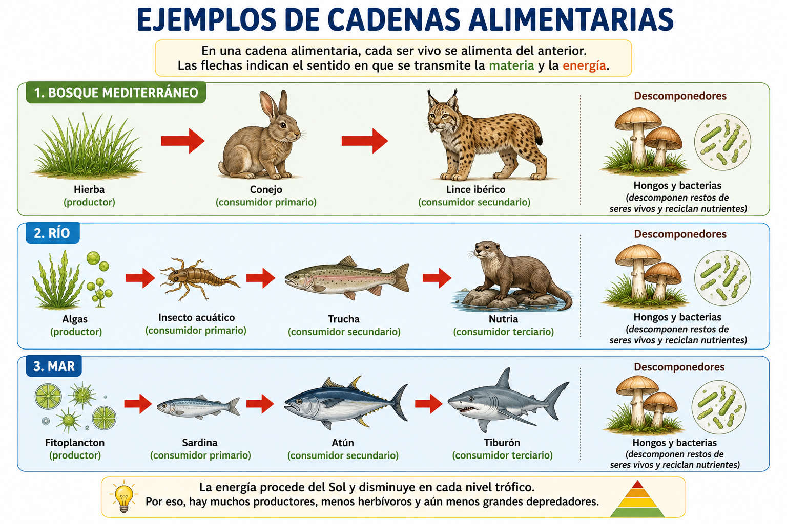 Ejemplos de cadenas alimentarias